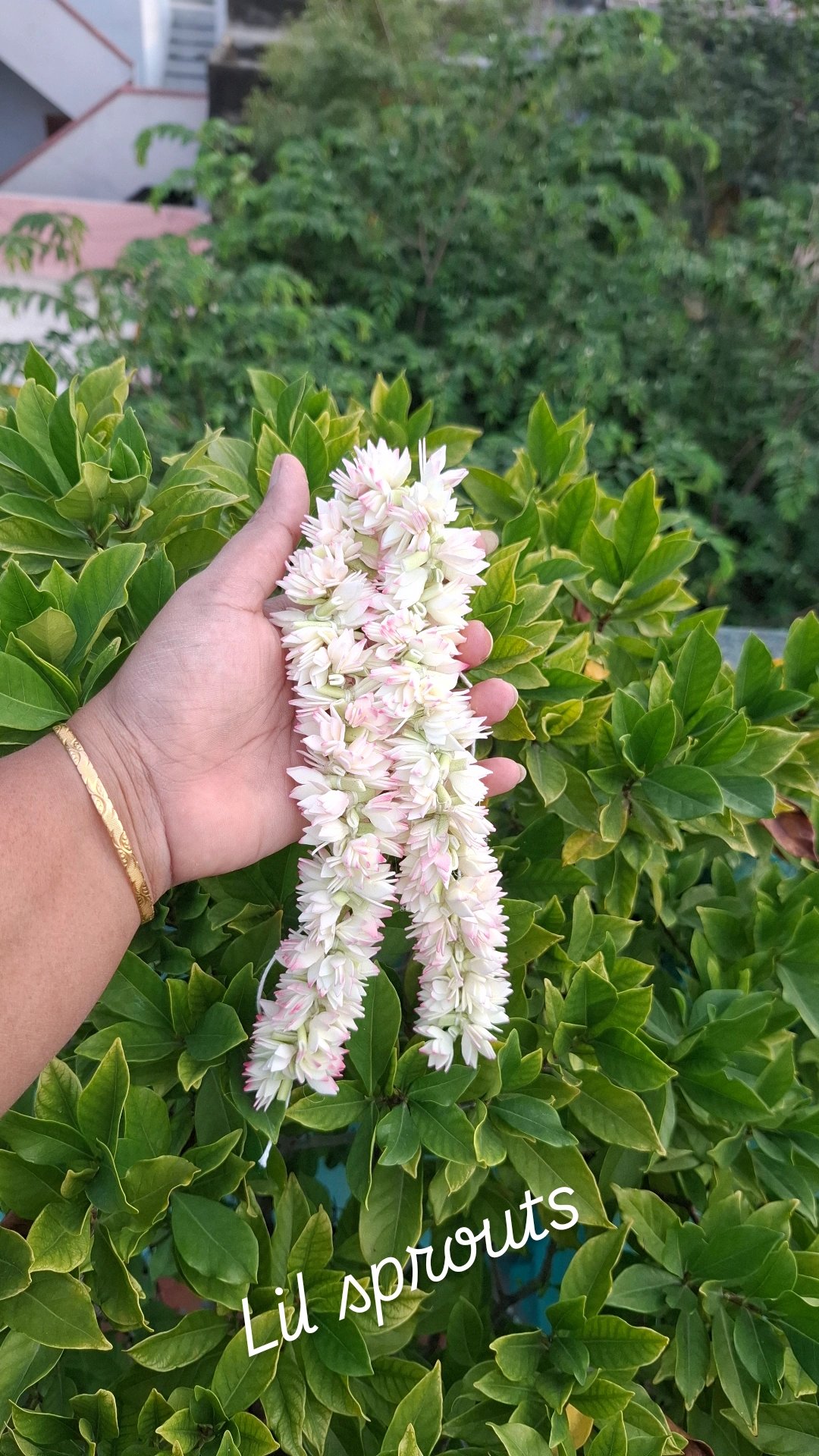 Jathi malli 16 inches - Image 2