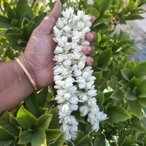 Semi Bloomed Malli Mottu